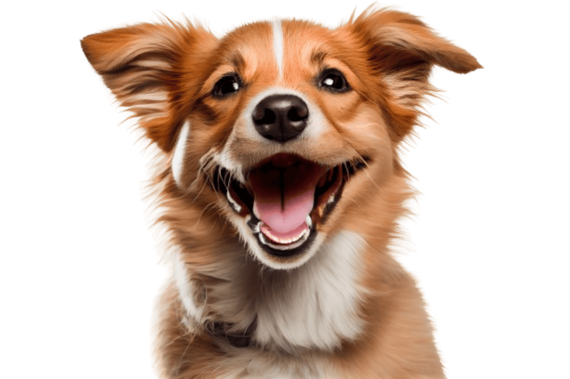 Join Tails' Talks Community